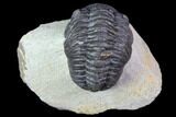 Bargain, Morocops Trilobite - Visible Eye Facets #119620-2